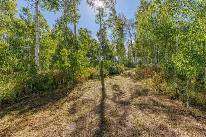 Wooded acreage featuring mature deciduous trees and natural vegetation