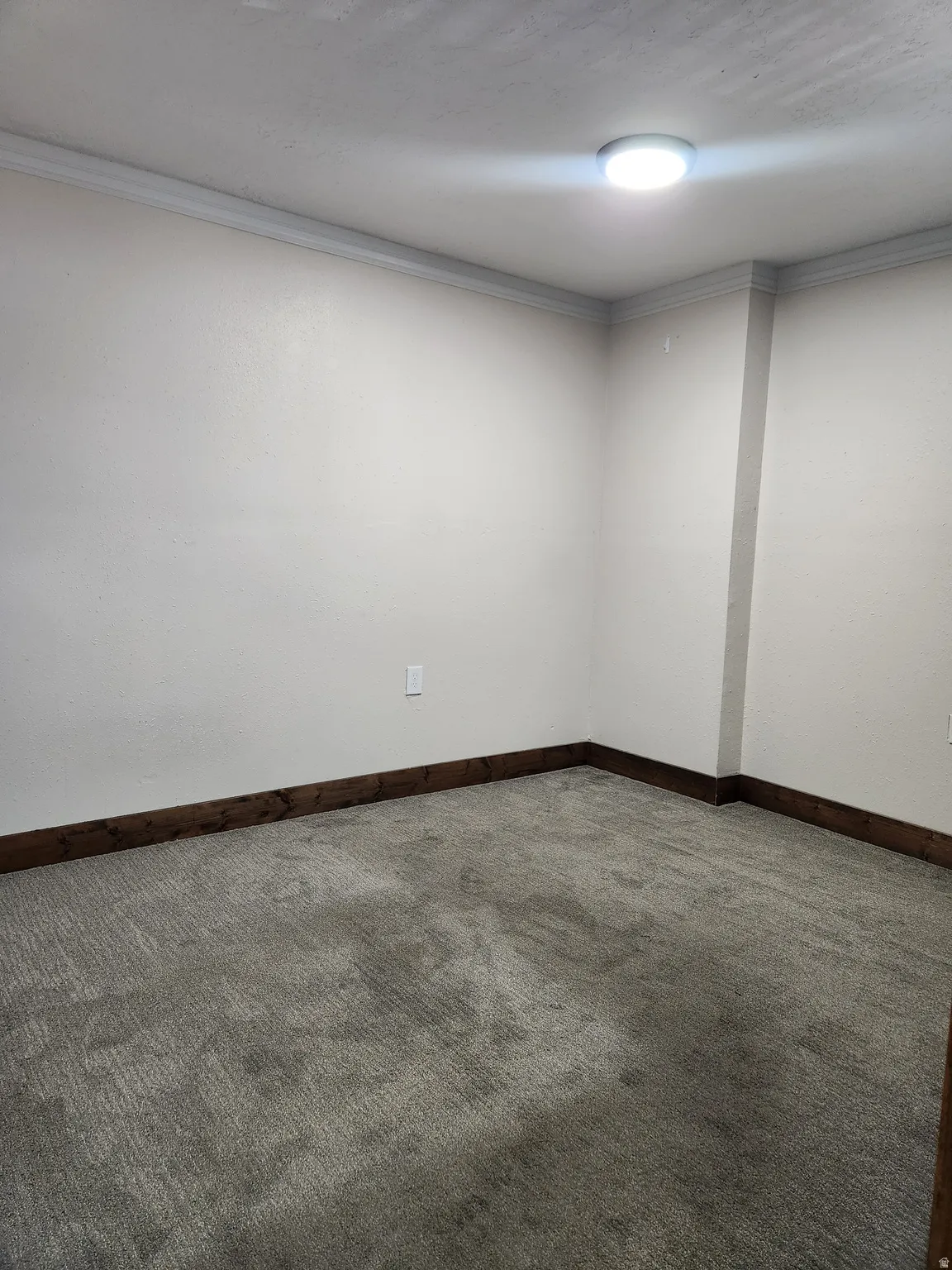 Plush carpeting, crown molding, and wood-finish baseboards