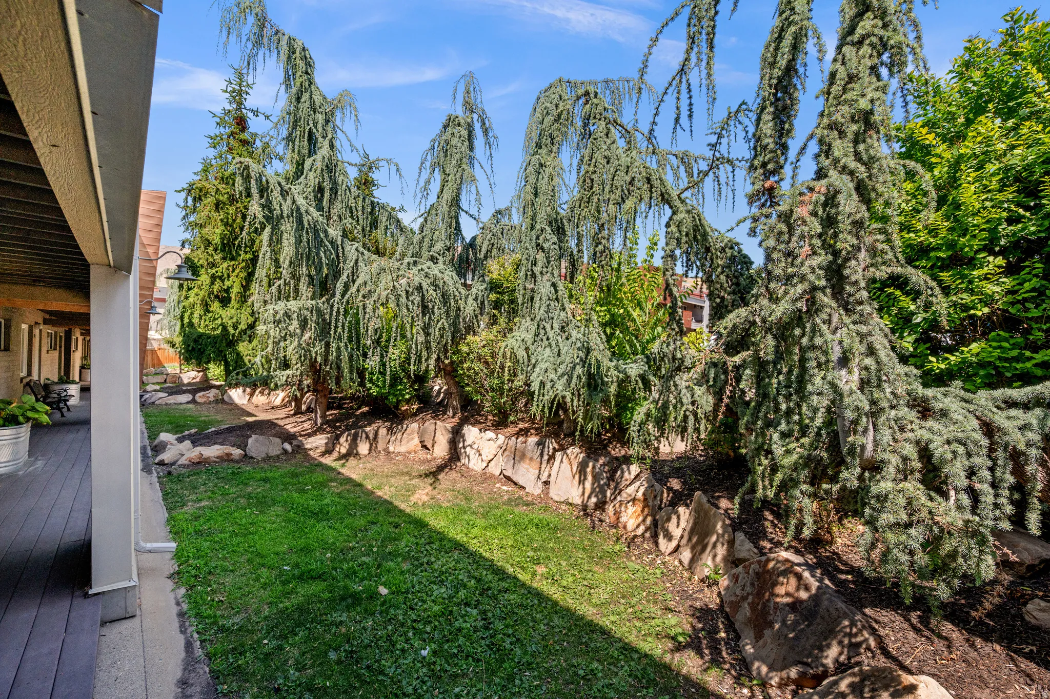 Expansive outdoor living area featuring a covered deck, dark wood-finish decking, mature weeping evergreen trees, rock retaining wall, and a manicured lawn