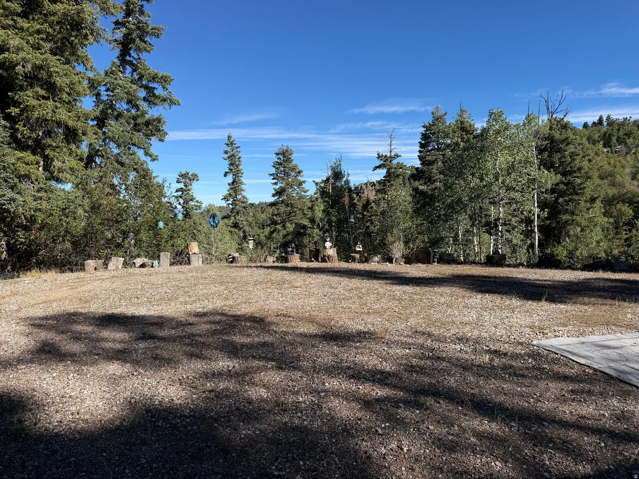 Expansive lot featuring mature evergreen trees and natural ground cover