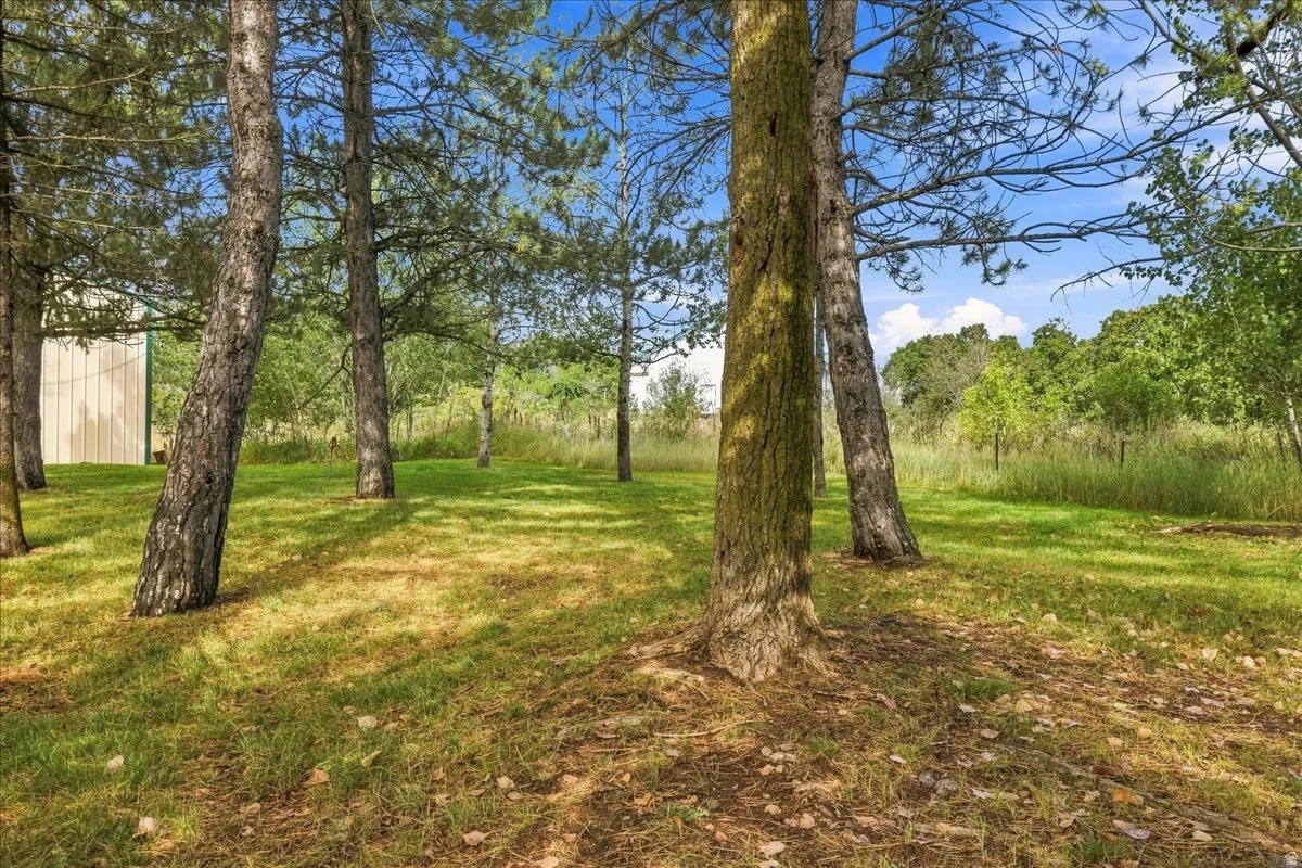 Expansive grassy area with mature trees and natural landscaping