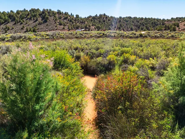 Vast natural landscape featuring diverse vegetation and distant hillside tree coverage