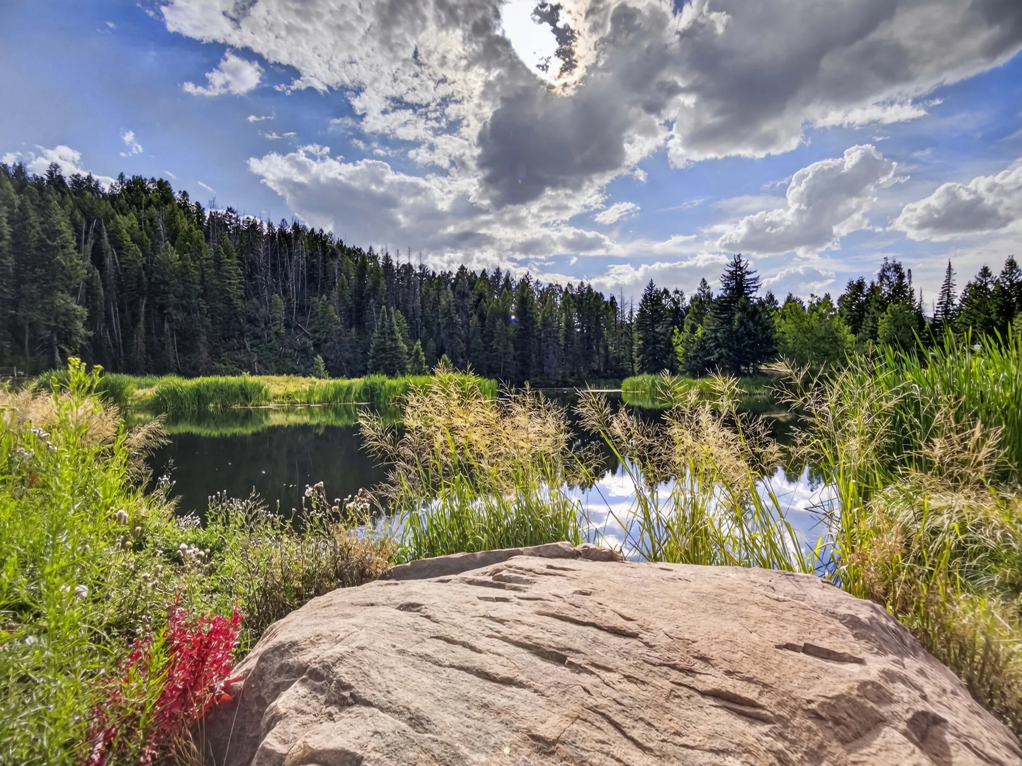 Natural water feature with surrounding tall grass and a dense tree line