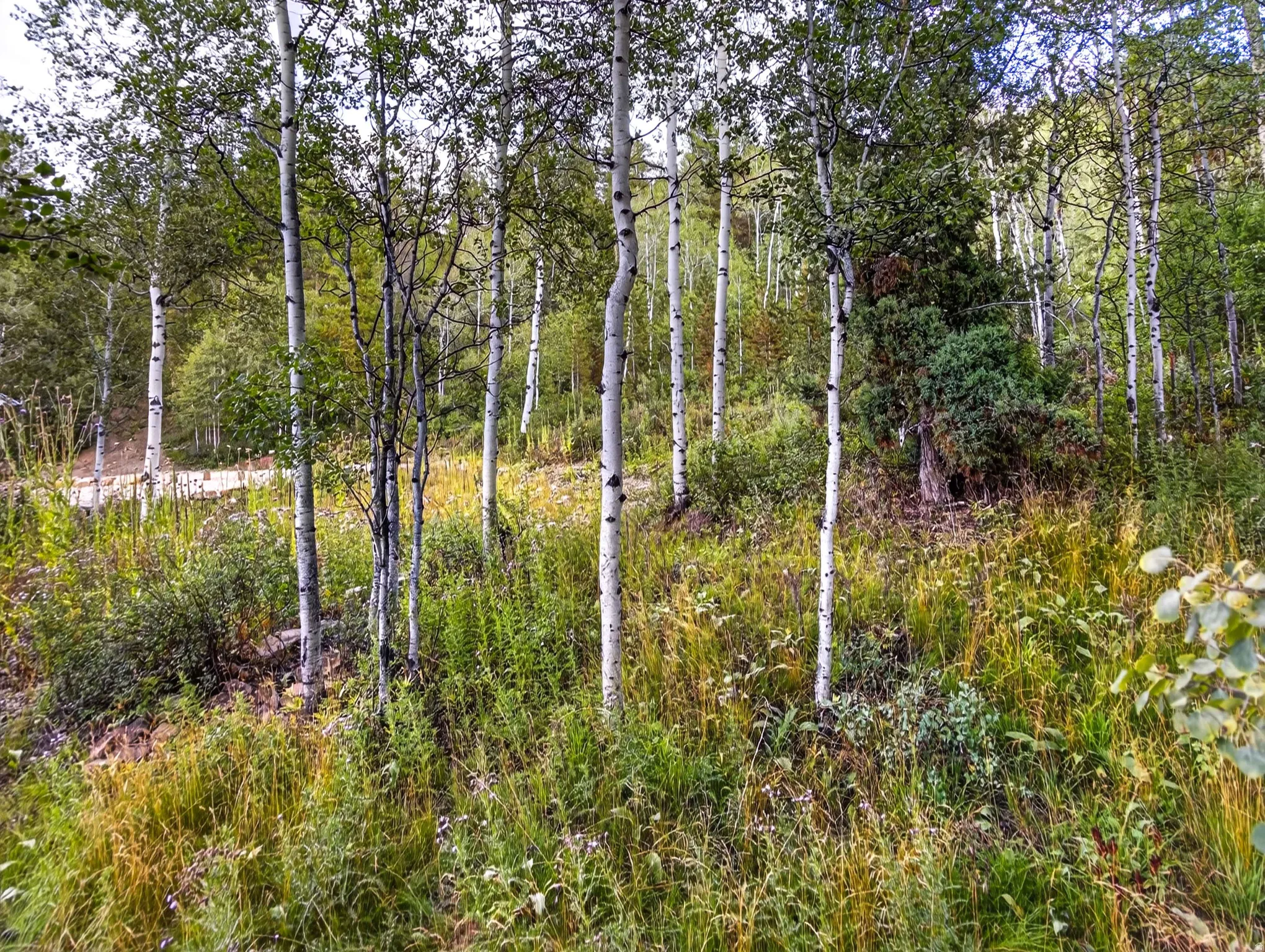 Wooded lot featuring mature trees and natural landscaping