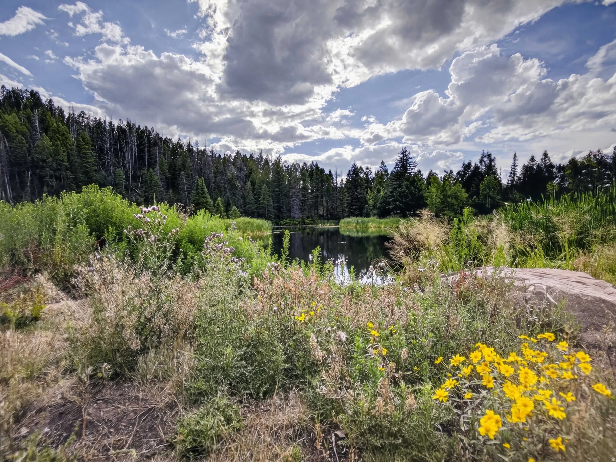 Pond surrounded by diverse flora, including yellow wildflowers and dense trees