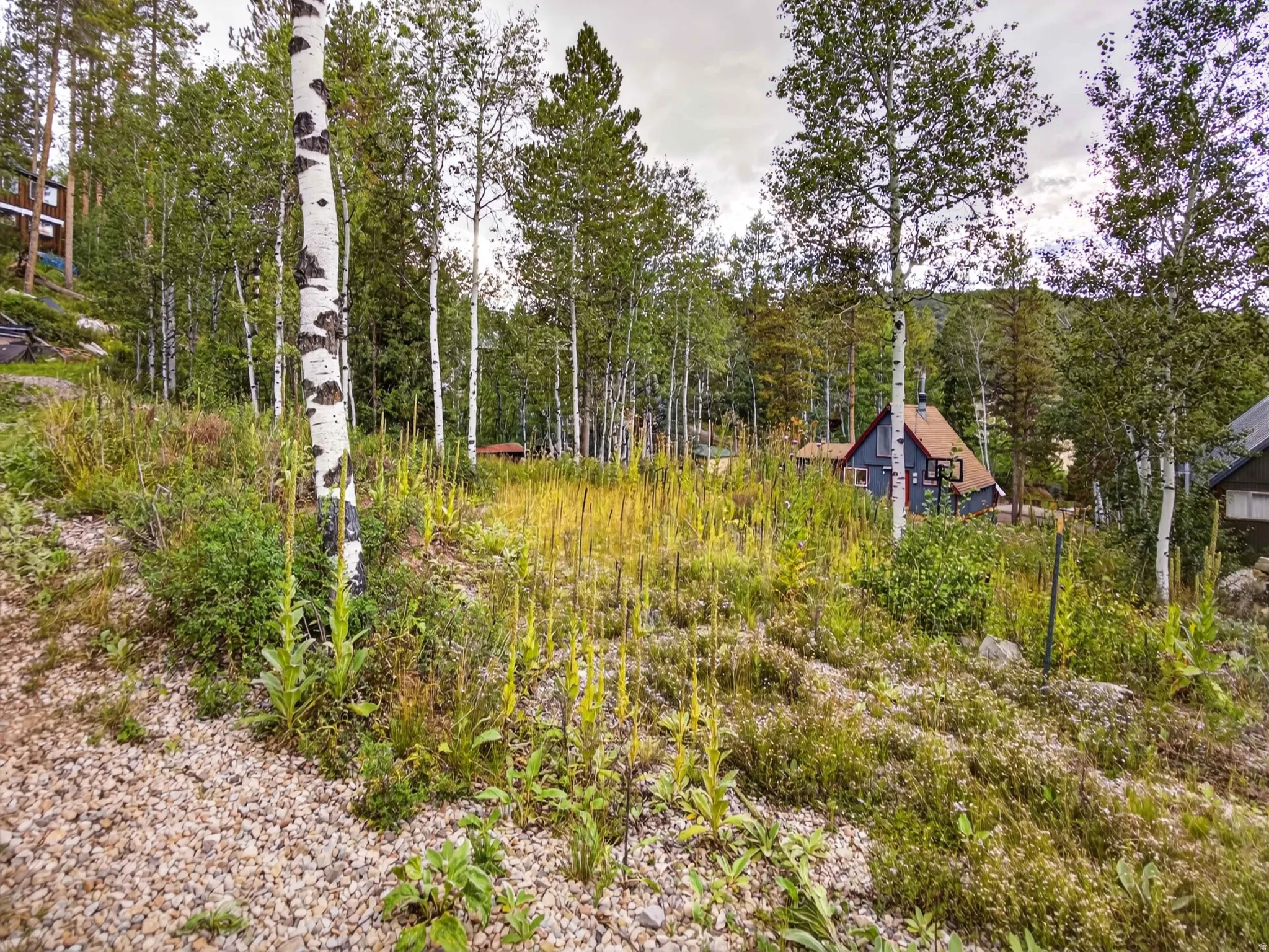 Wooded lot with mature aspen and conifer trees, featuring natural vegetation and a gravel-covered incline