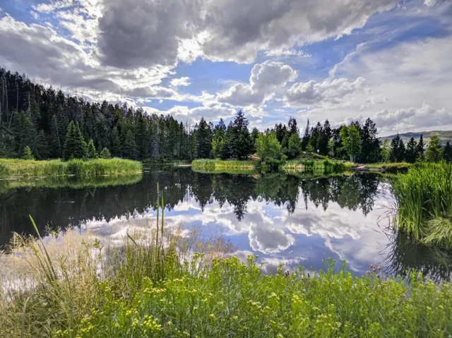 Natural water feature surrounded by lush greenery and dense tree lines