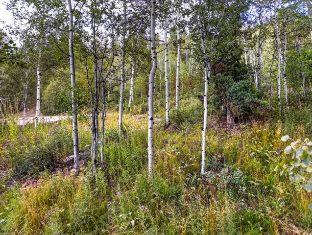 Wooded lot featuring mature trees and natural landscaping