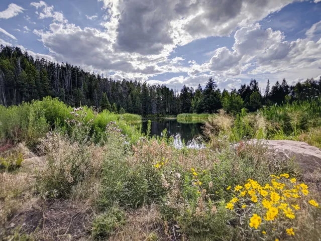 Pond surrounded by diverse flora, including yellow wildflowers and dense trees