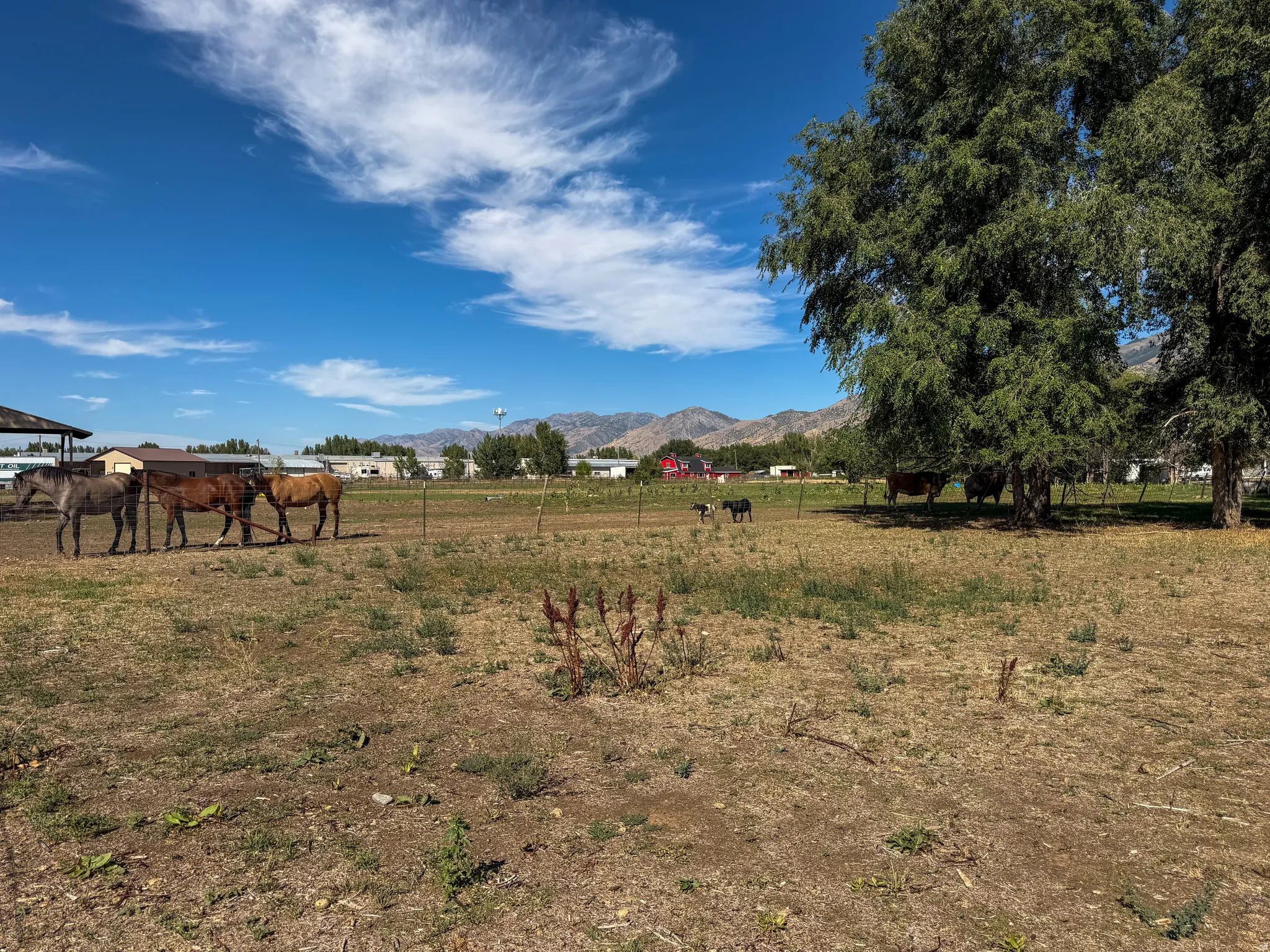 pasture