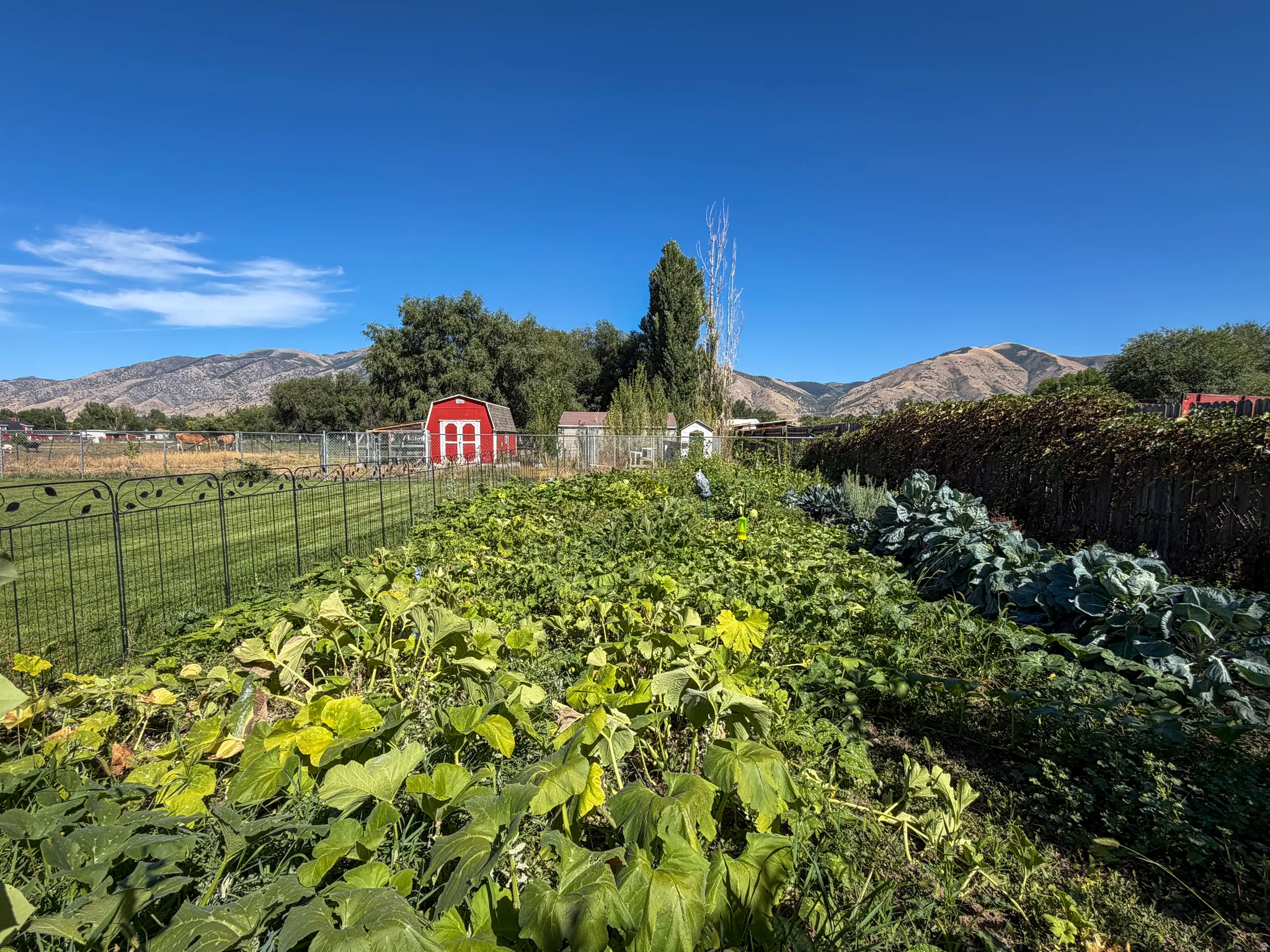 garden