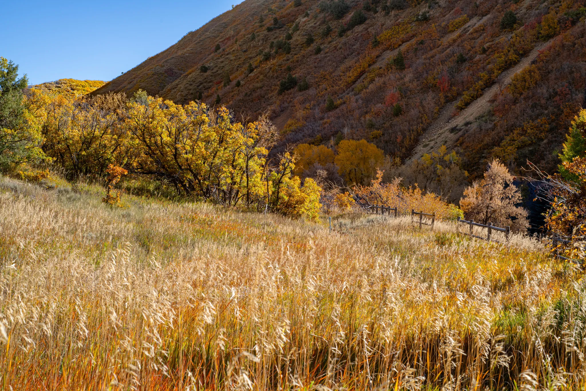 Scenic acreage featuring native grasses and seasonal wildflower growth, framed by mature deciduous trees in autumn colors