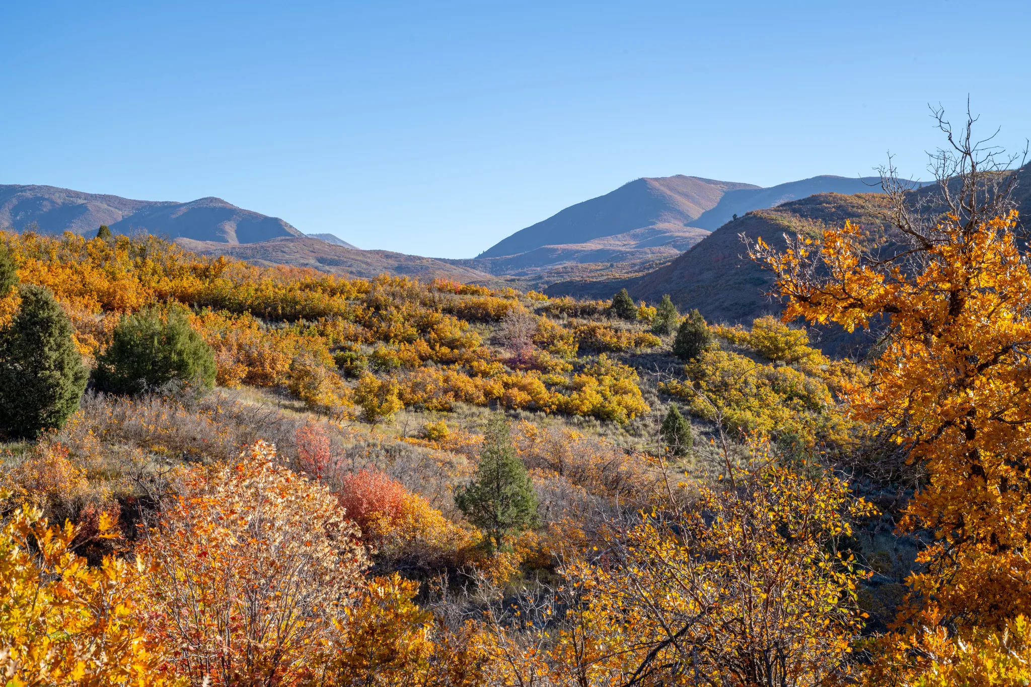 Expansive mountain scenery with a clear sky and diverse foliage
