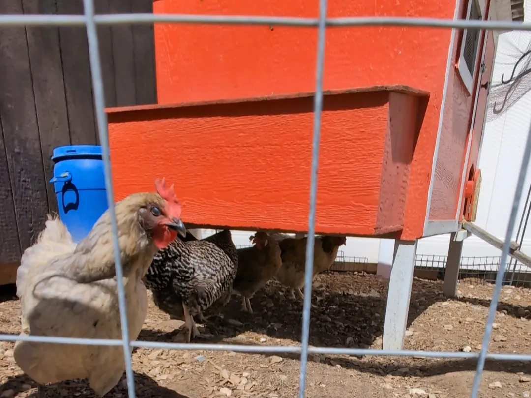 A fully fenced chicken enclosure with chicken coop--would also make a great dog run!