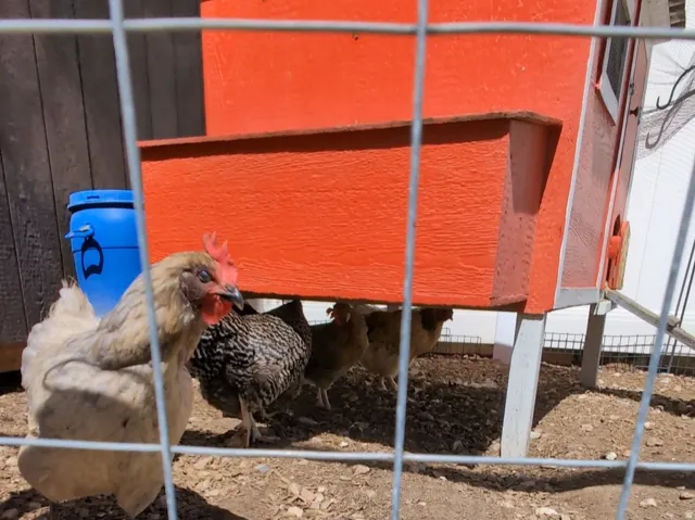 A fully fenced chicken enclosure with chicken coop--would also make a great dog run!
