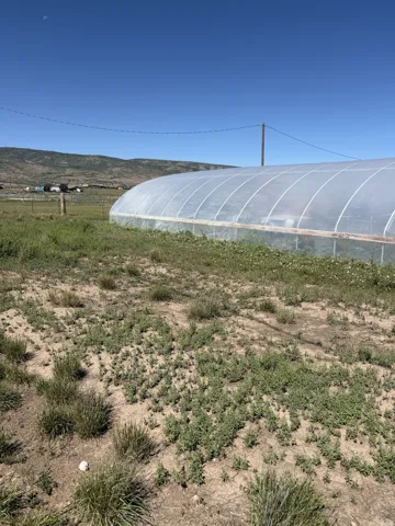 Greenhouse structure with translucent covering