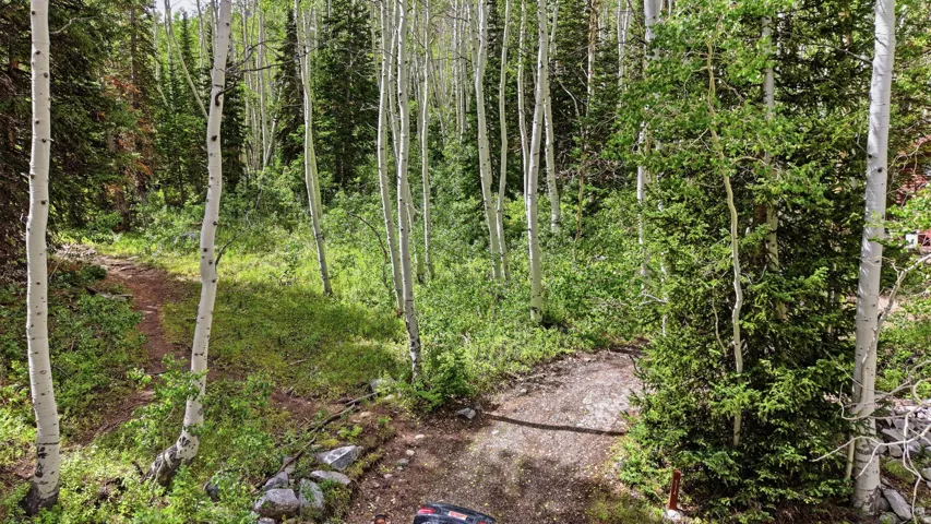 Wooded property featuring a natural dirt path, mature aspen trees, and evergreen foliage