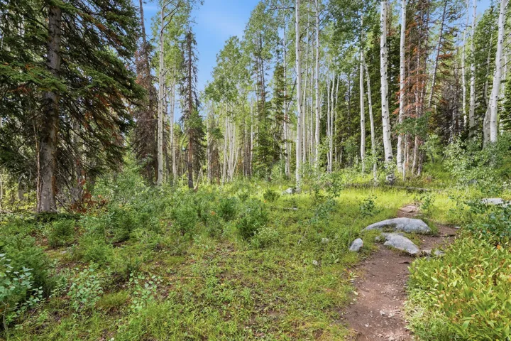 Mature tree coverage, varied foliage, natural ground cover, established pathway, and large natural rock features