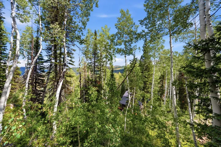 Lush natural surroundings featuring a dense forest of mature trees and varied green foliage