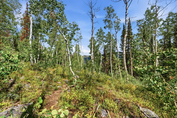 Wooded terrain with mature deciduous and evergreen trees, dense undergrowth, and a visible earth path