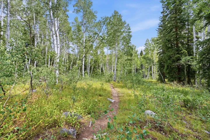 Wooded property featuring a natural ground path, varied tree species including aspens and evergreens, and lush ground cover