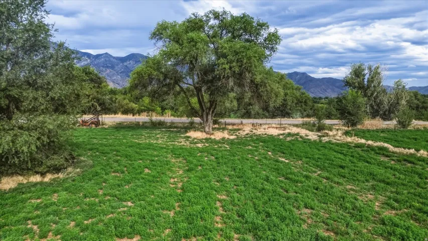 Expansive green field with mature trees and distant mountains