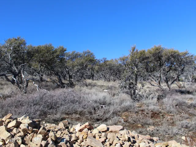 Scattered trees and natural vegetation