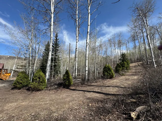 Wooded lot featuring mature aspen and evergreen trees