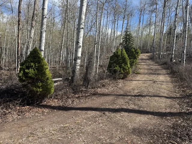 Wooded property featuring a long circular driveway- setting cabin away from road and mature trees