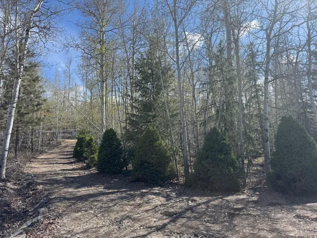 Wooded lot featuring mature deciduous and evergreen trees, a natural ground path, and planted evergreen shrubs