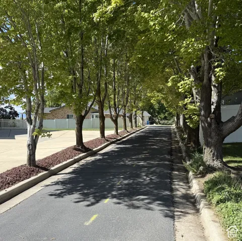 Tree-lined street with established trees, paved road, concrete curbing, and mulched tree beds
