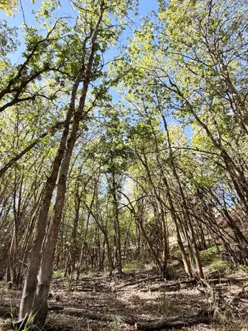 Wooded lot featuring mature trees and natural ground cover