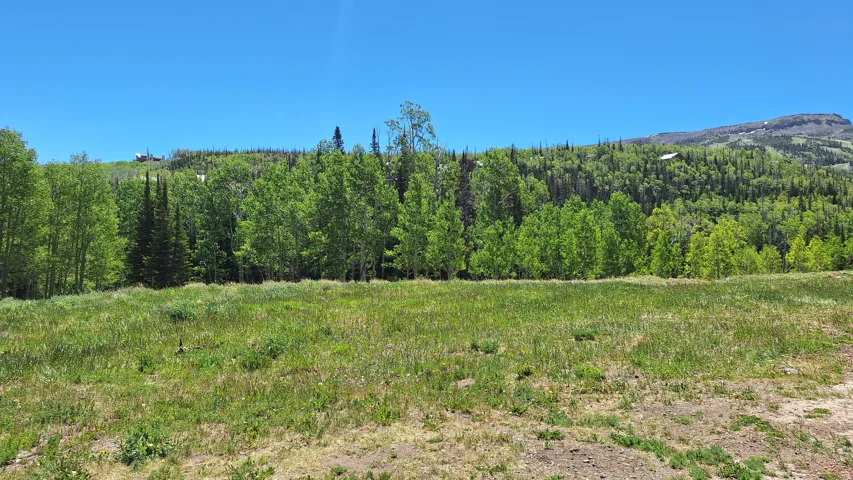 Expansive natural terrain featuring a diverse tree line and distant mountain peaks