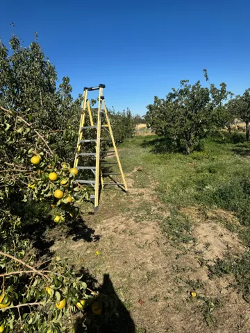 Orchard property featuring mature trees