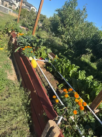 Raised garden beds featuring diverse plantings and a visible irrigation system