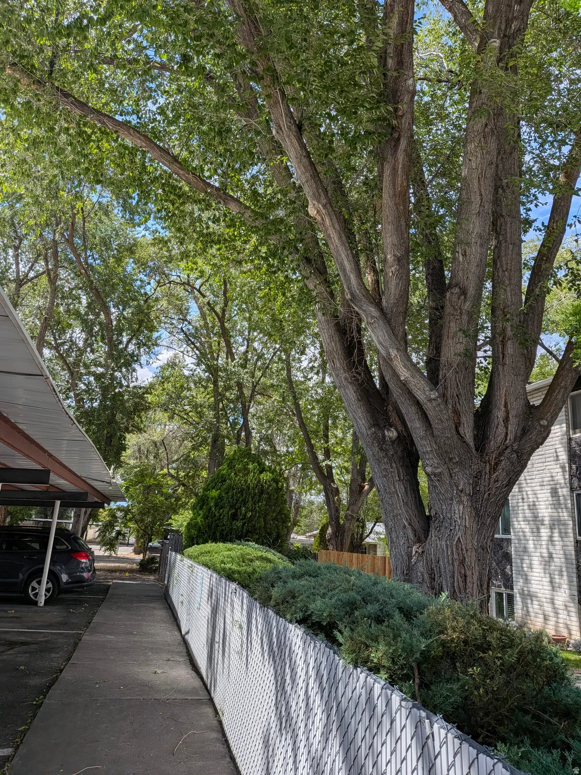 Established trees providing natural shade