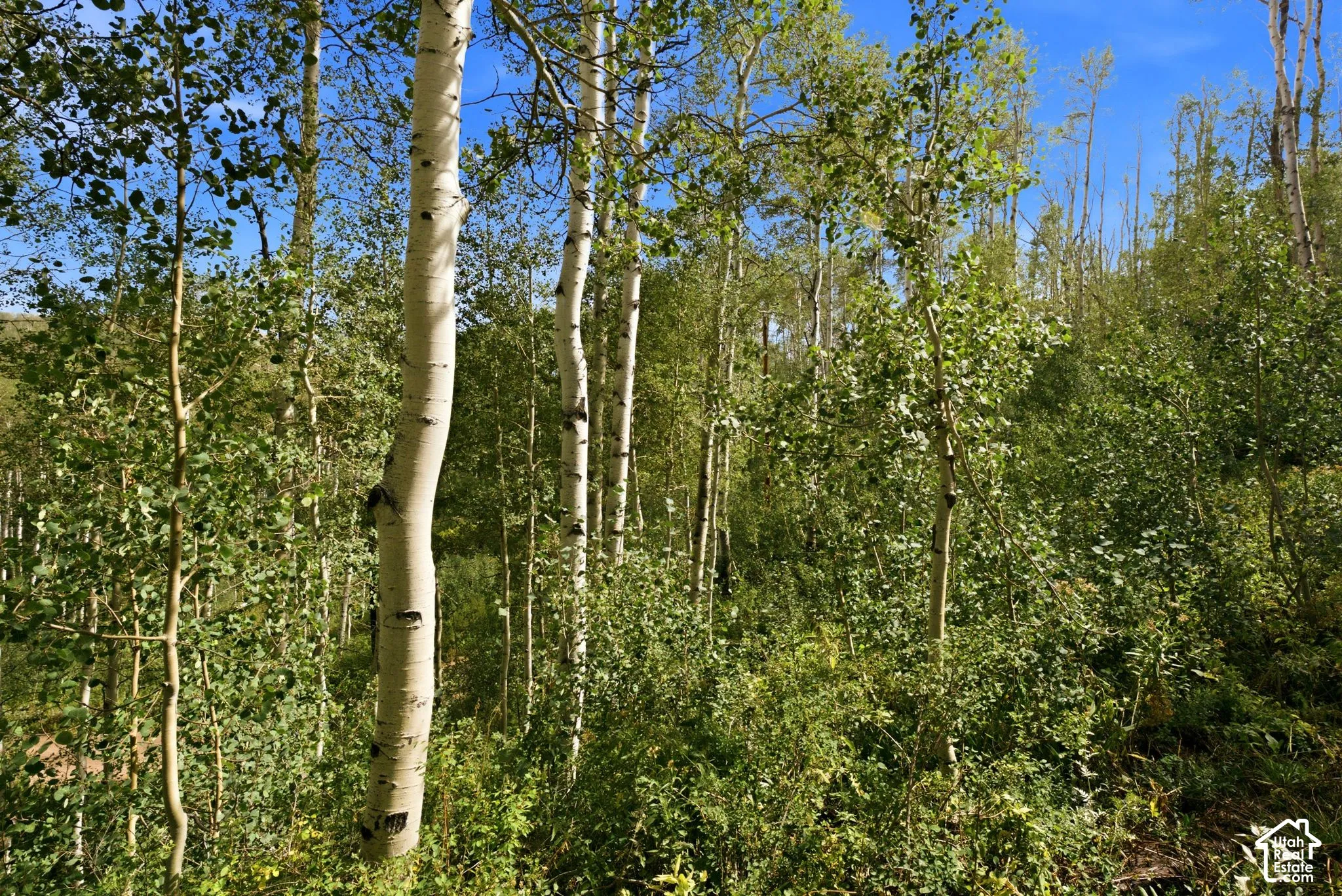 Aspen trees with white bark and green foliage