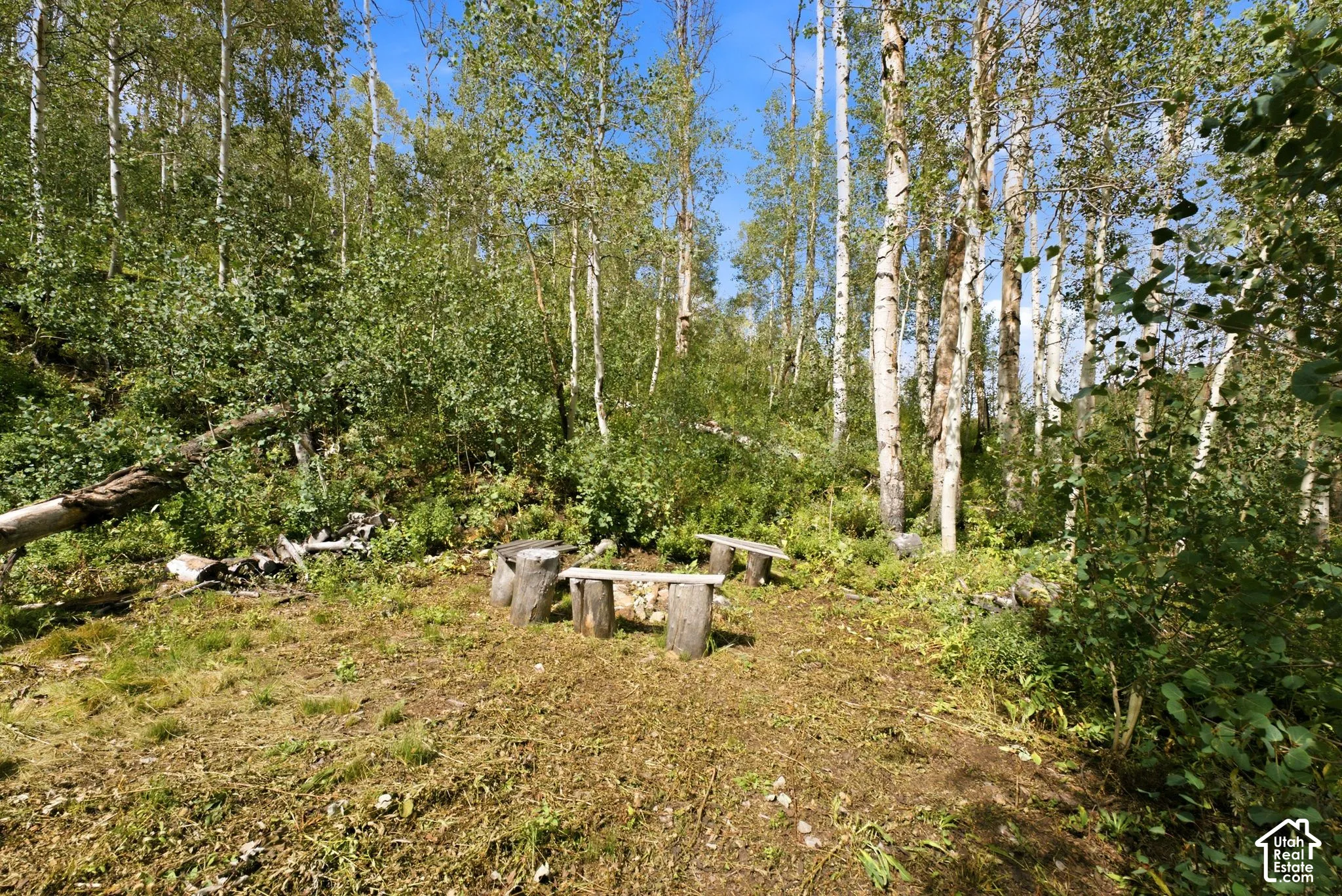 Wooded acreage with mature deciduous trees and natural ground cover