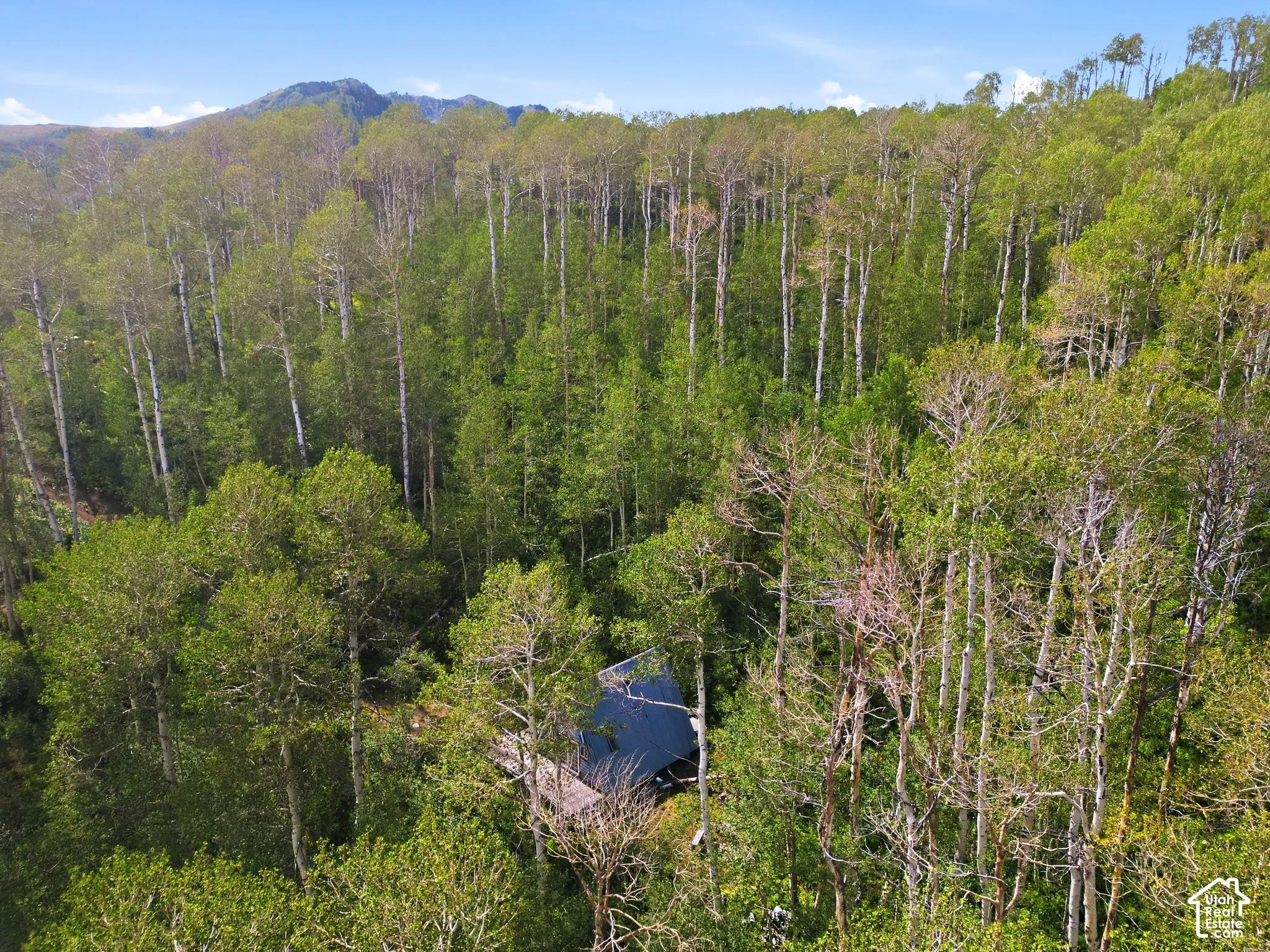 Mountain backdrop with dense, varied tree cover