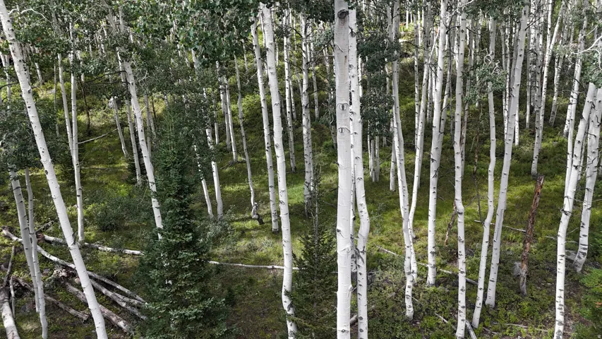 Wooded lot featuring aspens and evergreen trees