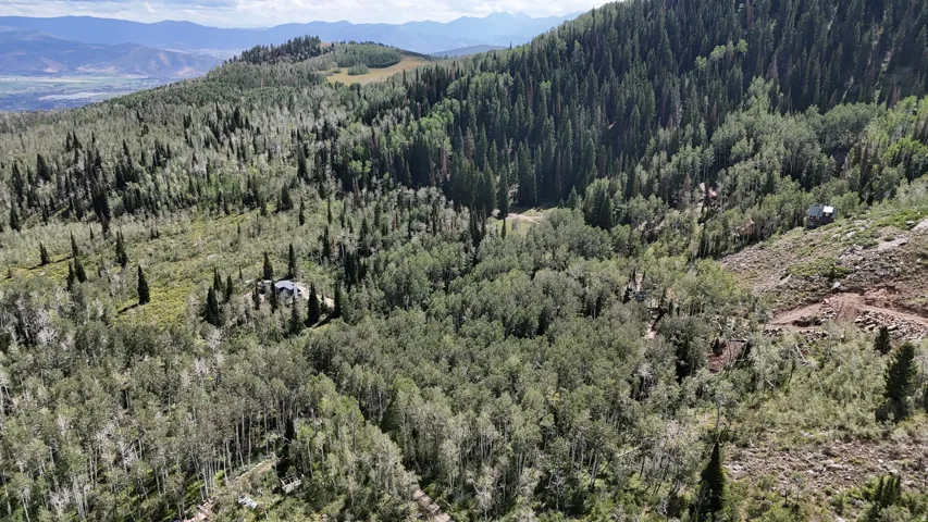 Expansive wooded terrain with diverse tree coverage