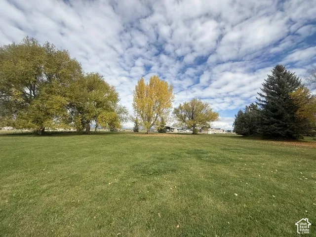 Expansive open lot featuring a manicured lawn, established deciduous trees, and mature evergreens