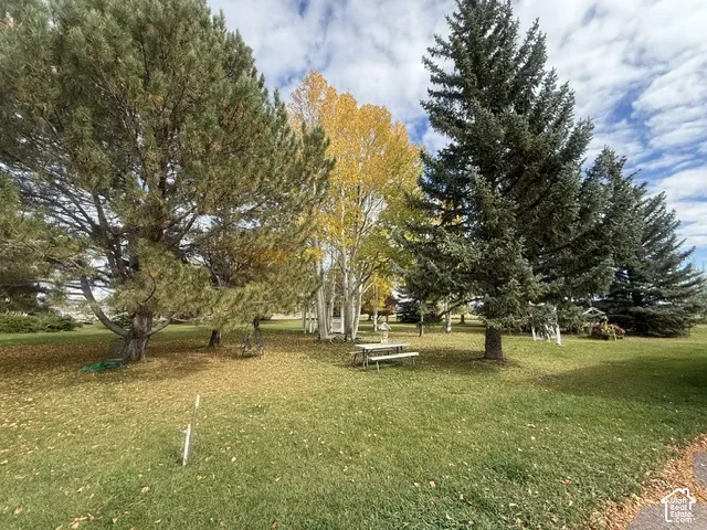 Expansive yard featuring mature pine trees, ornamental deciduous trees, and broad grass coverage