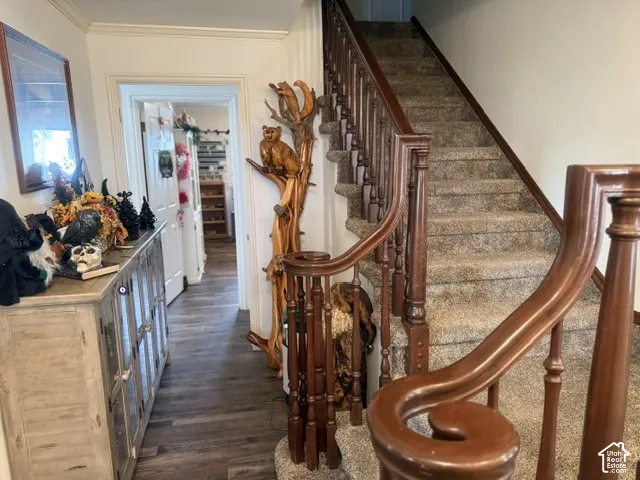 Staircase featuring dark-stained wood railings, turned balusters, and carpeted treads
