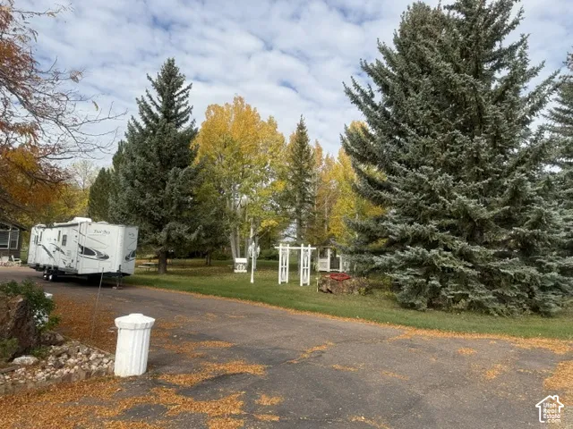 Paved driveway featuring mature pine and deciduous trees with a white lattice garden arch