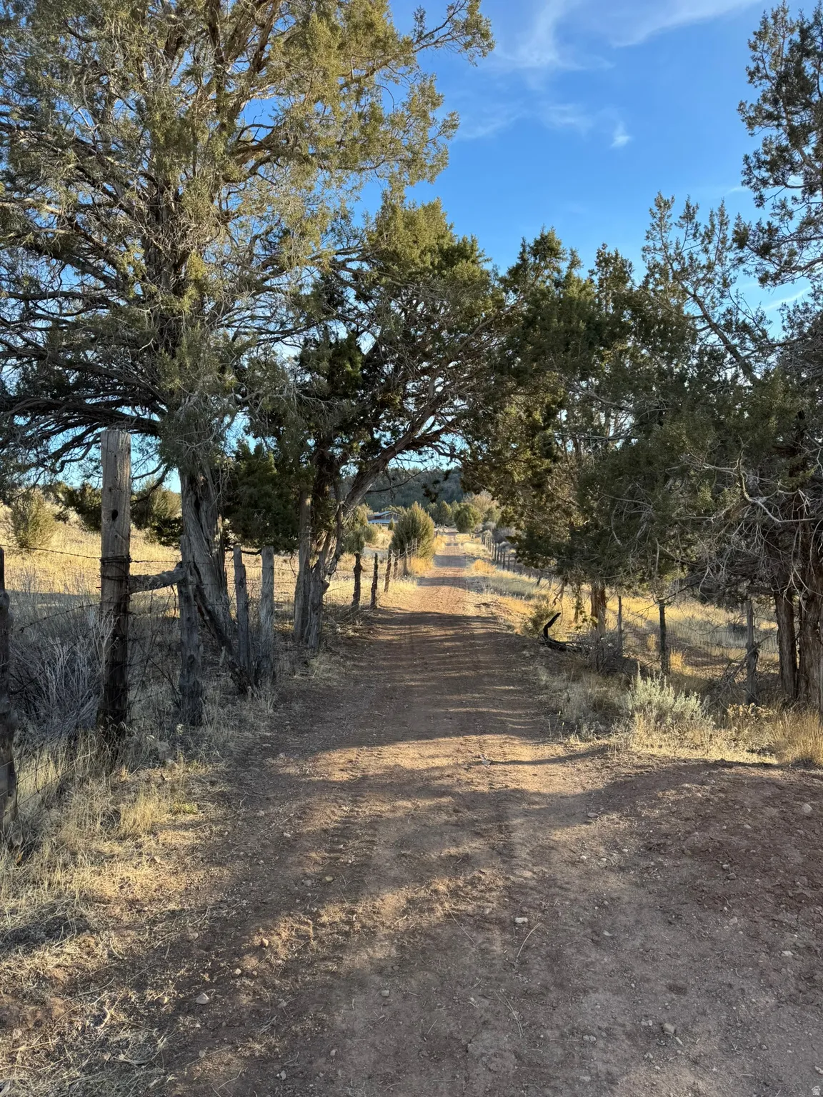 Dirt road bordered by mature trees and fencing