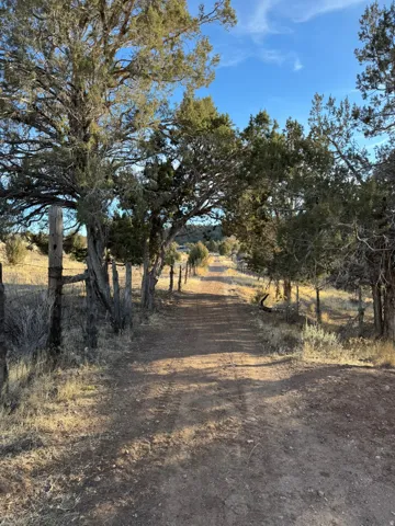 Dirt road bordered by mature trees and fencing
