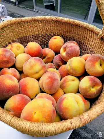Pick fresh peaches right from your own backyard tree