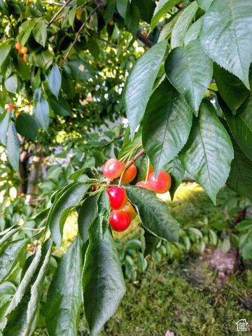 From tree to table in minutes with your own Rainier and Bing cherry trees.