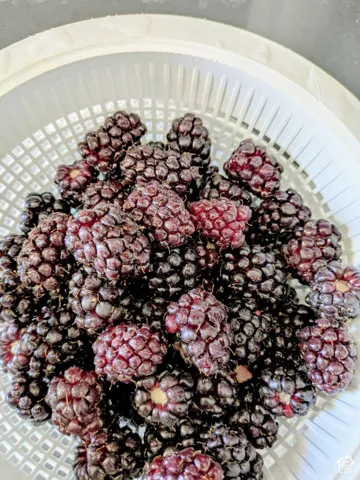 Blackberries right outside your backdoor. Perfect for cobblers, jam, or enjoying fresh off the vine.